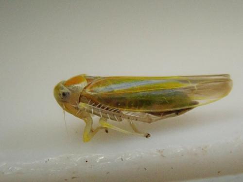 Alebra albostriella